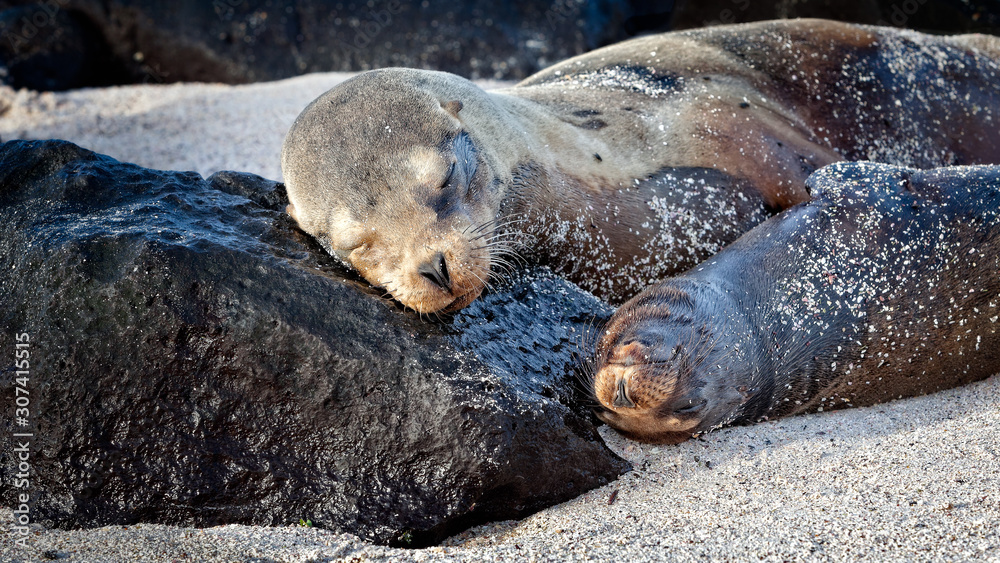 Fototapeta premium Galapagos Fur Seal and Pup