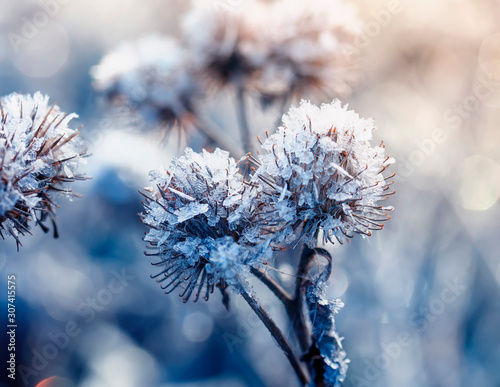 beautiful natural background with Thistle plant covered with shiny transparen...