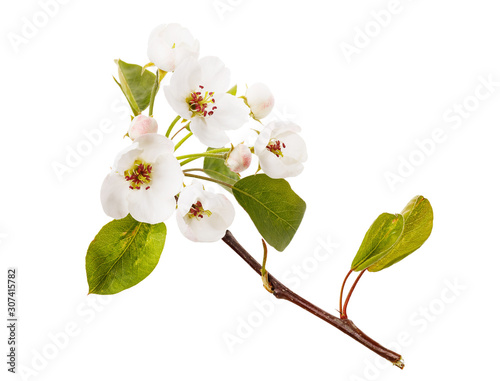 Blossoming branch of apple tree isolated on a white background. Fruit tree flower