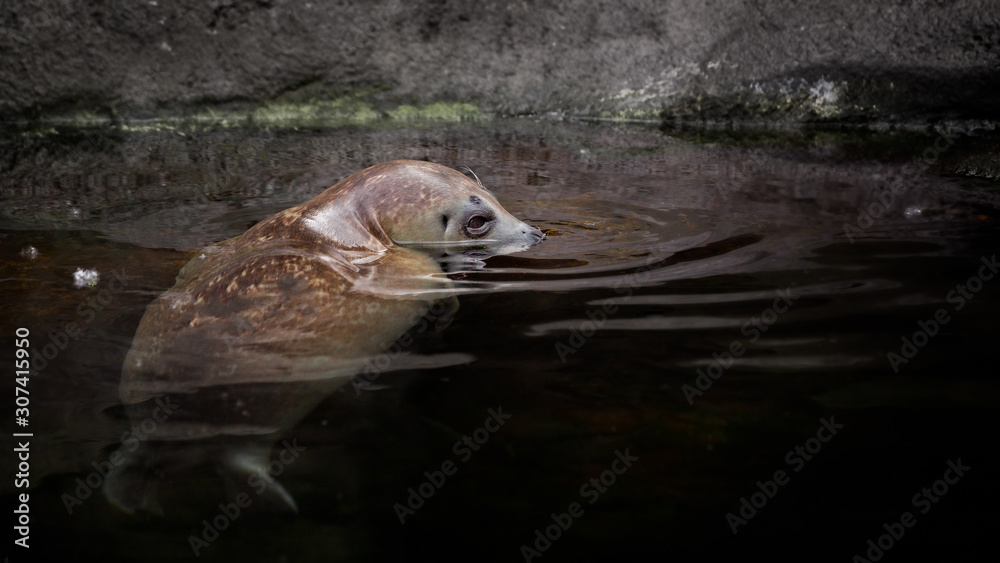 Obraz premium Alaskan Harbour Seal