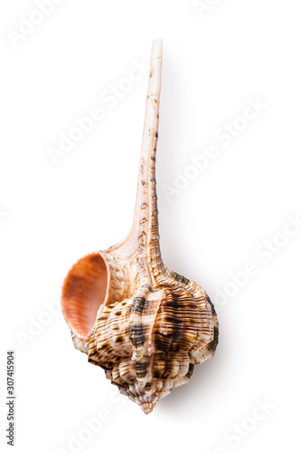 Seashell with a long tail isolated on a white background. Murex haustelium, top view