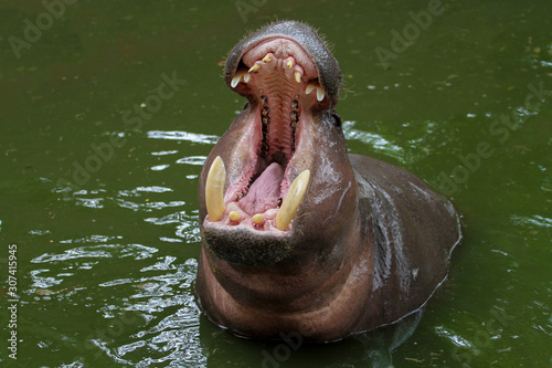 Dwarf hippopotamus open mouth in water