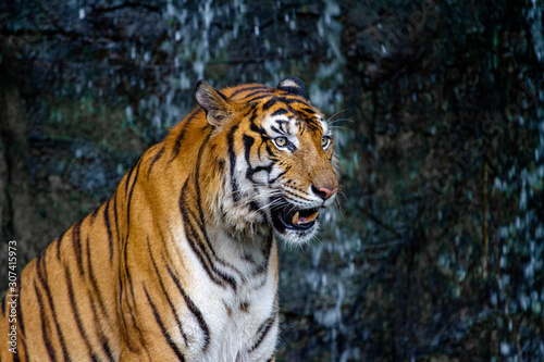 Close up tiger sitdown in front of the waterfall