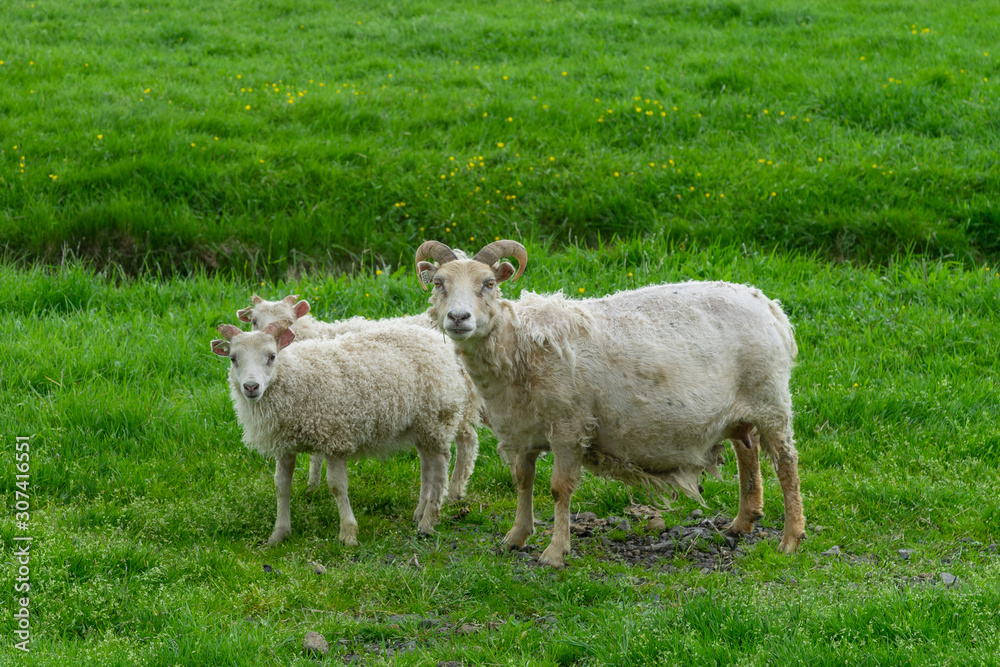 Sheep in Iceland. A family of sheep grazing on the lawn in the green grass. Journey around the island. The Landscape Of Iceland. Tourism. Sheep in Iceland. A family of sheep grazing on the lawn in the green grass. Journey around the island. The Landscape Of Iceland. Tourism.
