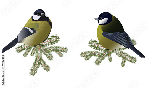 Set of two Great Tits on spruce branches isolated on white. Vector realistic image.