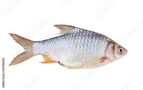 Tinfoil barb fish isolated on white background, Barbonymus schwanenfeldii