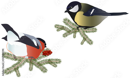 Set of two birds: the Great Tit and bullfinch with a rowan berry in its beak sitting on fir branches. Isolated on white. Vector realistic image.