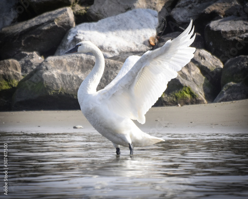 Tundra Swan on the Chesapeake Bay