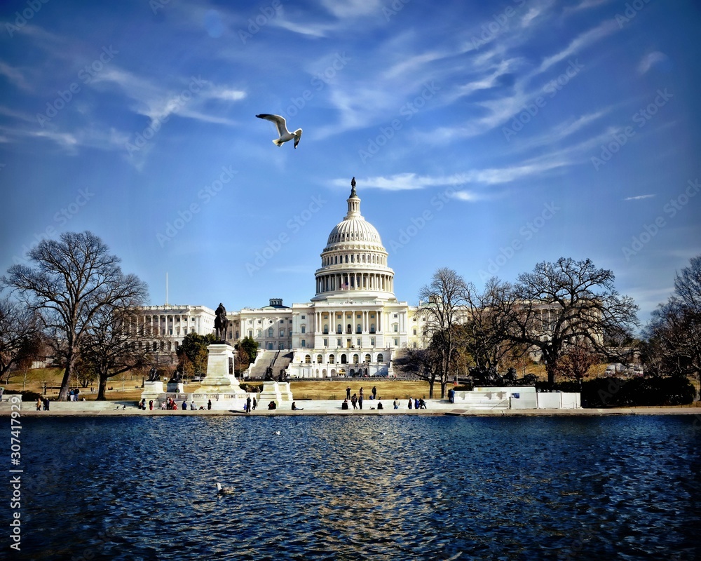 Capitol Building with Reflecting Pool and Seagull