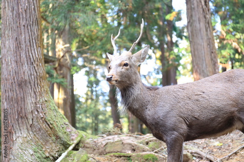 Fototapeta Naklejka Na Ścianę i Meble -  Nara Park in Nara Prefecture, Japan and the scenery of deer living in the park