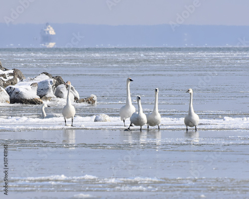 Tundra Swans ice skating on the Chesapeake Bay in Winter