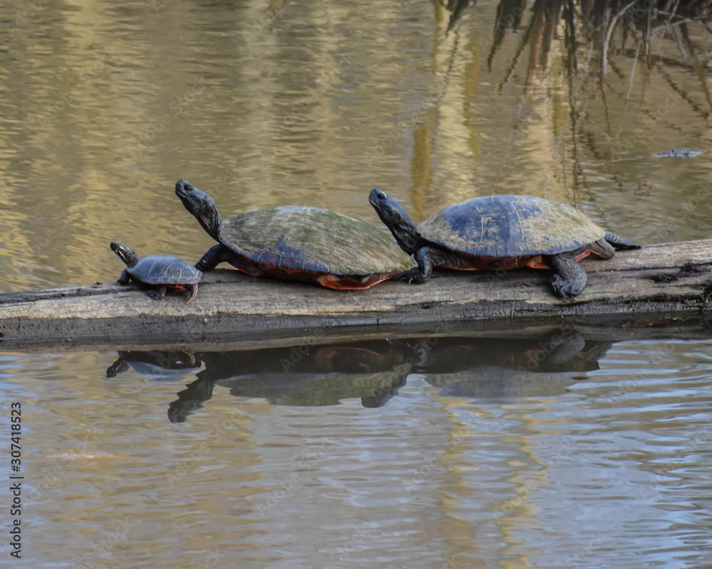 Obraz premium Family of Turtles with Reflection in the water