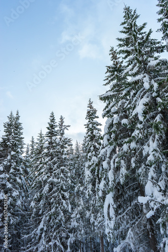 Pine trees with snow and blue sky with clouds. Winter spruce tree forest. Tromso, Norway.