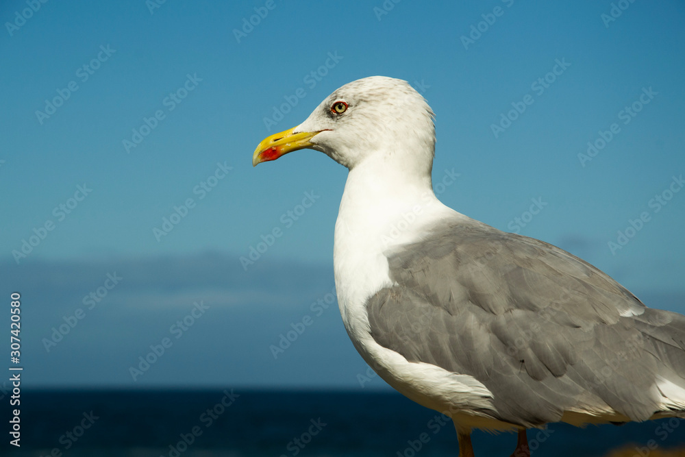 Goéland Goéland