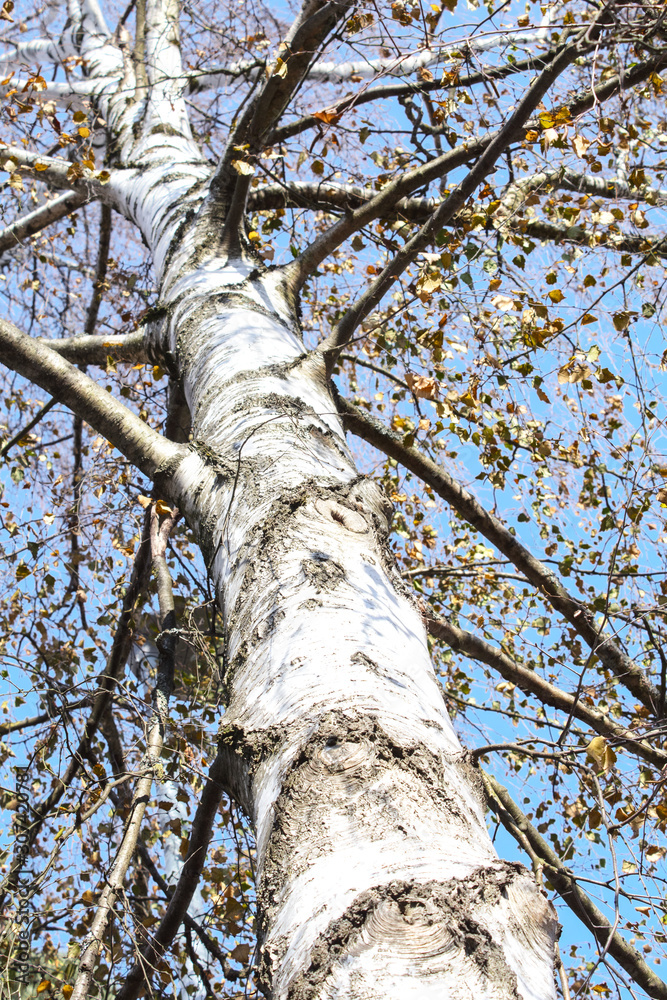 Fototapeta premium Birke im Winter. Blauer Himmel im Hintergrund