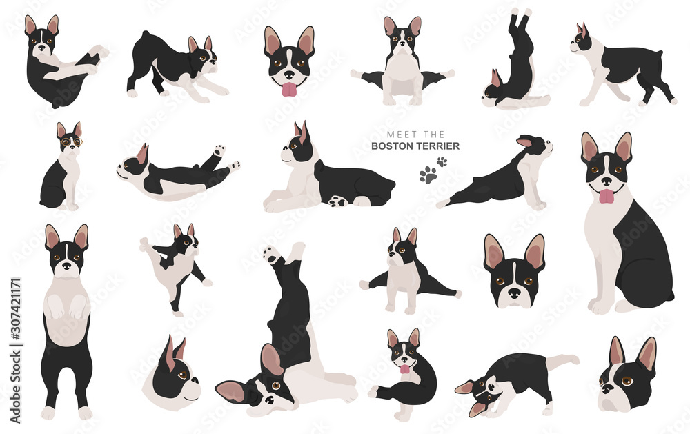 Boston terrier clipart. Dog healthy silhouette and yoga poses set