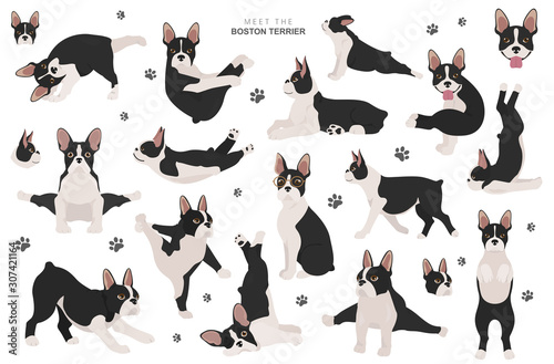 Boston terrier clipart. Dog healthy silhouette and yoga poses set