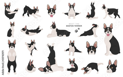 Boston terrier clipart. Dog healthy silhouette and yoga poses set