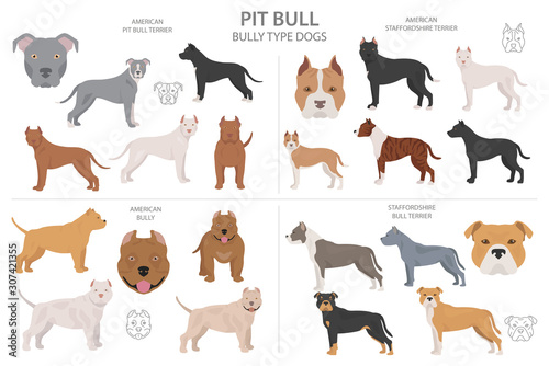 Pitbull terrier varieties_1 photo