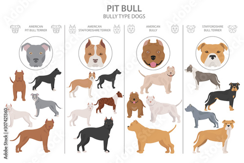 Pit bull type dogs. Different variaties of coat color bully dogs set