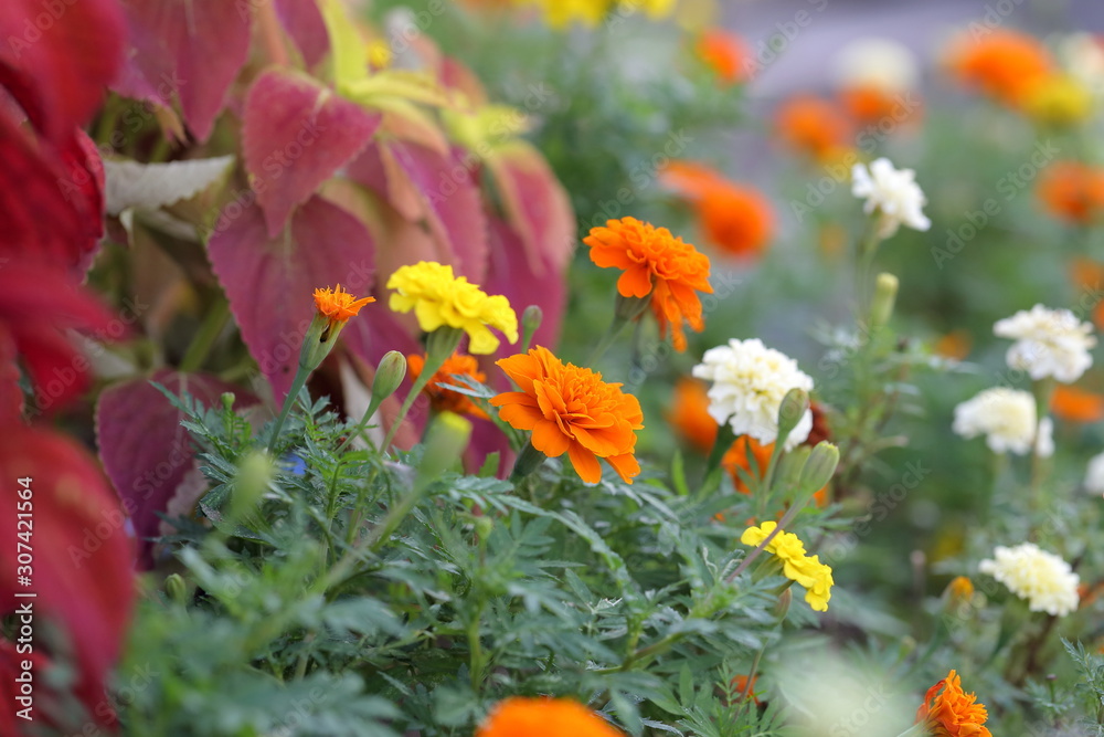 マリーゴールド　キンセンカ