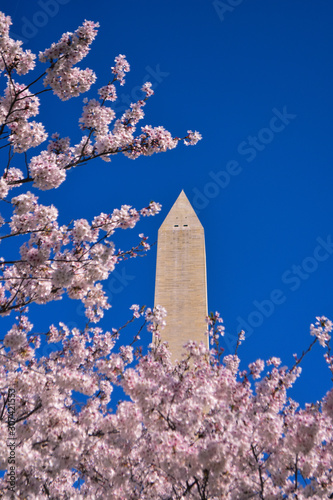 cherry blossom in washington dc
