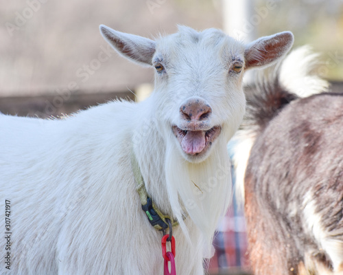 Happy Smiling White Goat on a farm