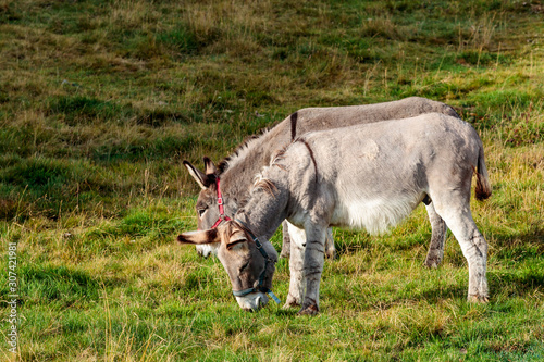 Beautiful shot of two cute donkeys eating grass in the field