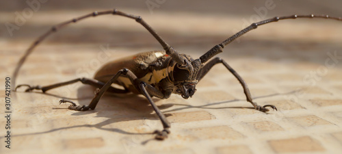 Closeup of Brown Locust. Locusts on the ground. Macro, close-up. Locust invasion. Selective focus © Laxmikant