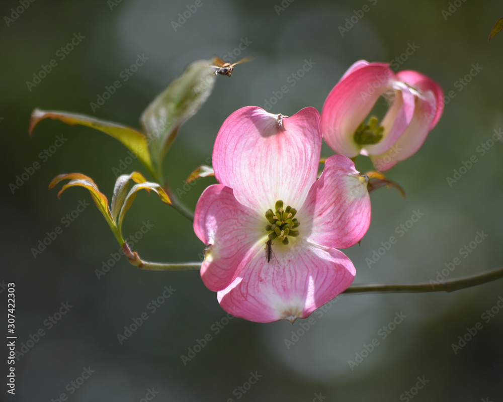 Pink Dogwood Blossoms Pink Dogwood Blossoms