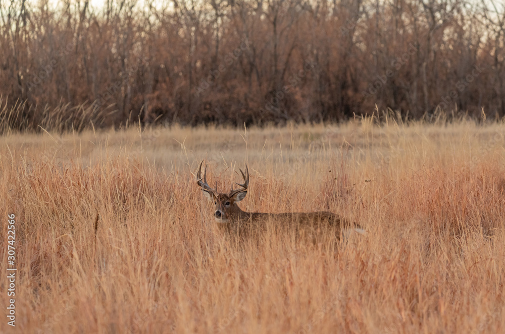 Naklejka premium Whitetail Deer Buck in Tall Grass in the Fall Rut
