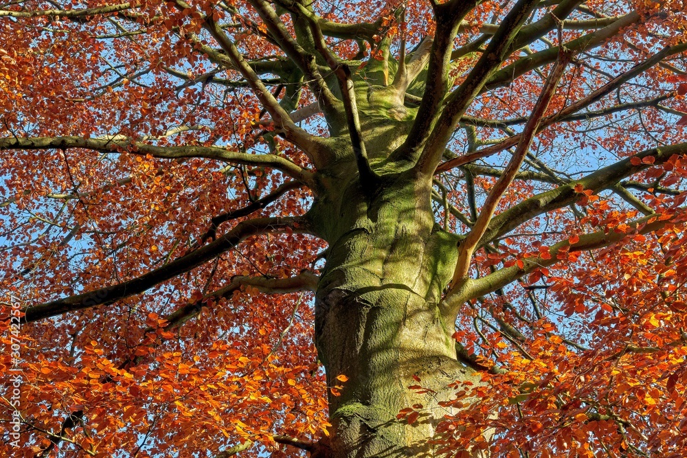 Big old beech tree with colorful leaves in autumn - obrazy, fototapety, plakaty 