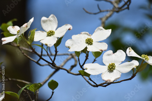 Dogwood Blossoms