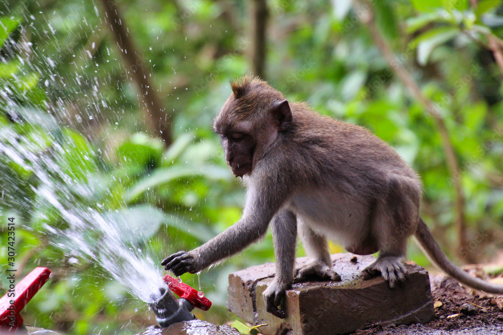 monkey playing with water