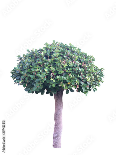 bush on white background