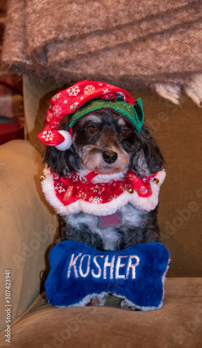 Black and white Havanese puppy dressed with a Christmas hat and collar in front of a blue and white toy bone that says kosher for hanukkah