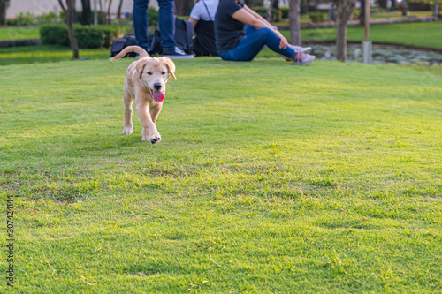 Cute golden retriever puppy walking freely in the park