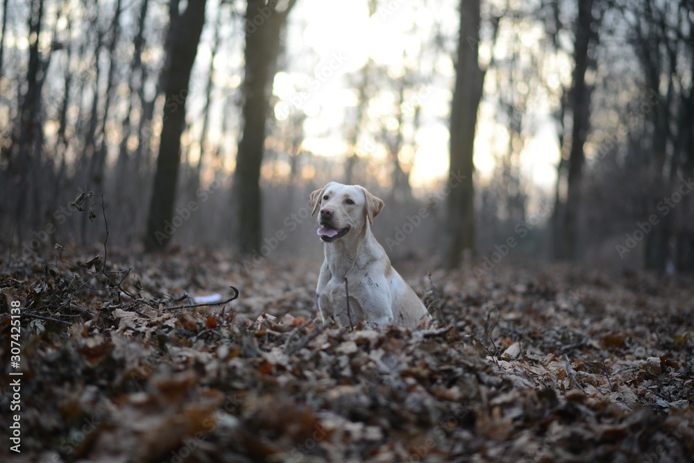 Portrait of a blond labrador retriever dog looking at the camera with a big smile isolated on a white background Portrait of a blond labrador retriever dog looking at the camera with a big smile isolated on a white background