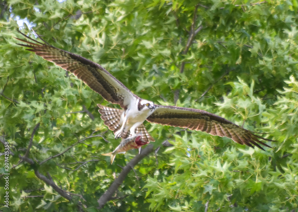 Obraz premium Osprey with a Fresh Fish