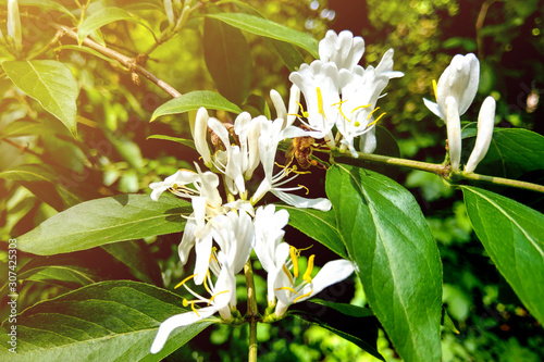 White flowers Lonicera japonica Caprifolium perfoliate honeysuckle on blurred green background, close up, macro. photo