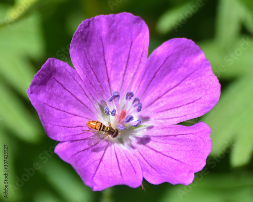 Tiny Bee on Purple Flower