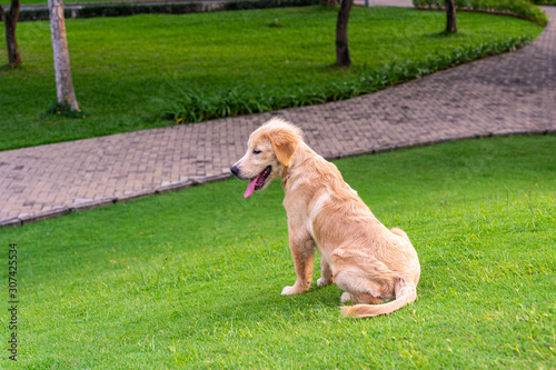 Fluffy golden retriever puppy sitting on green grass