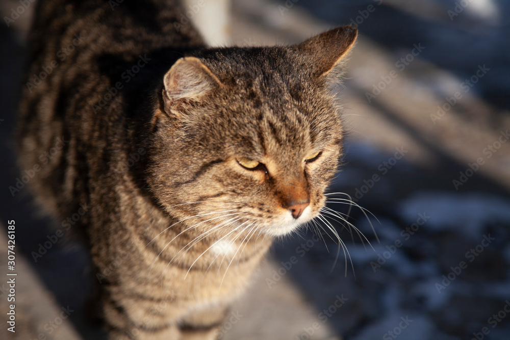 cat on the street in winter, with big gray-green eyes.