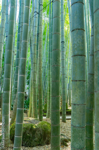 鎌倉の報国寺の竹林