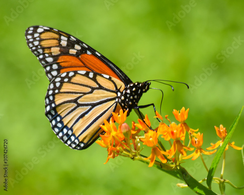 Monarch on Orange Butterfly Bush Flowers  © Jackie Warinner 