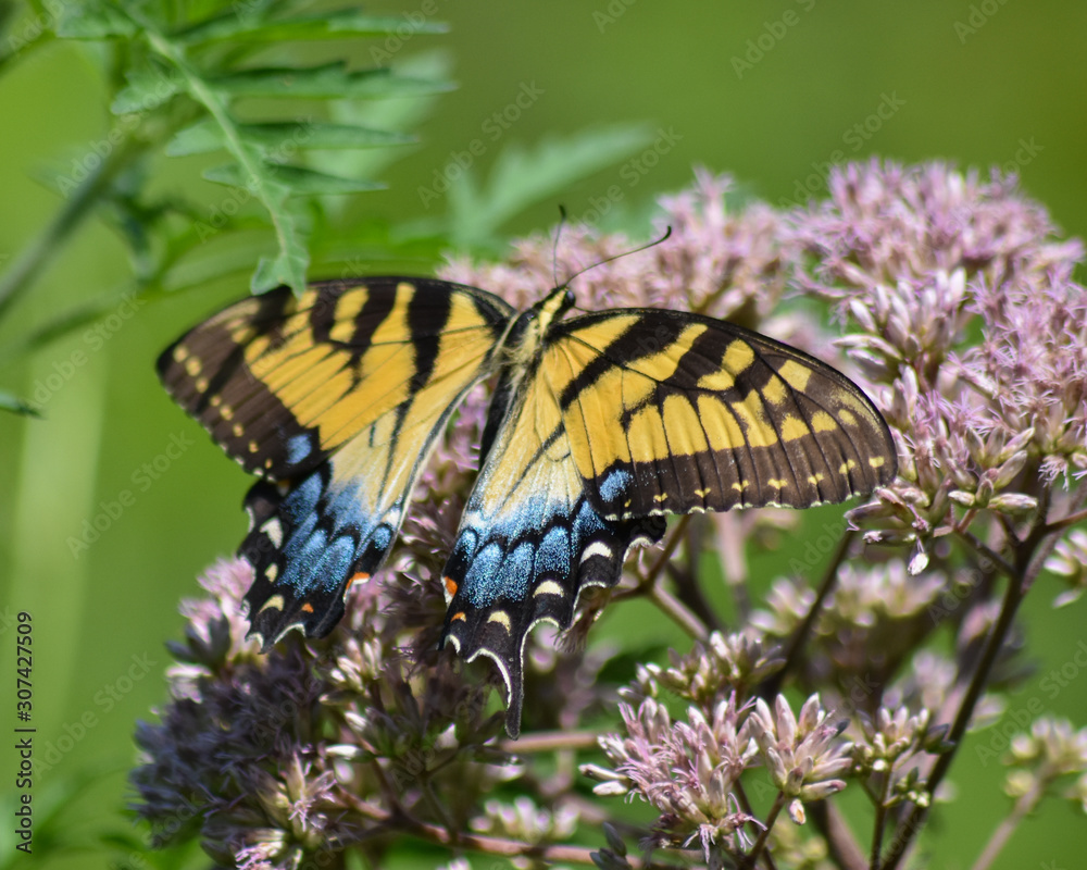 Obraz premium Eastern Tiger Swallowtail