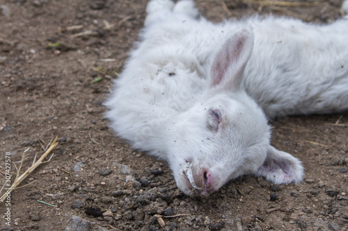 close-up little lamb dead on a dirt road