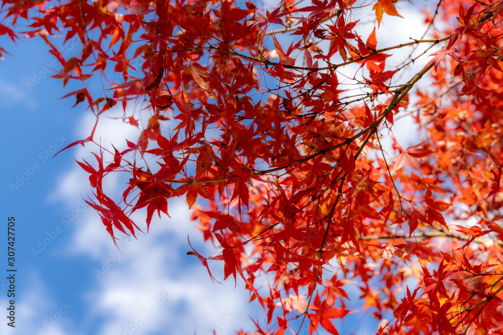 Red maple leaves fluttering in the wind with blue sky Red maple leaves fluttering in the wind with blue sky