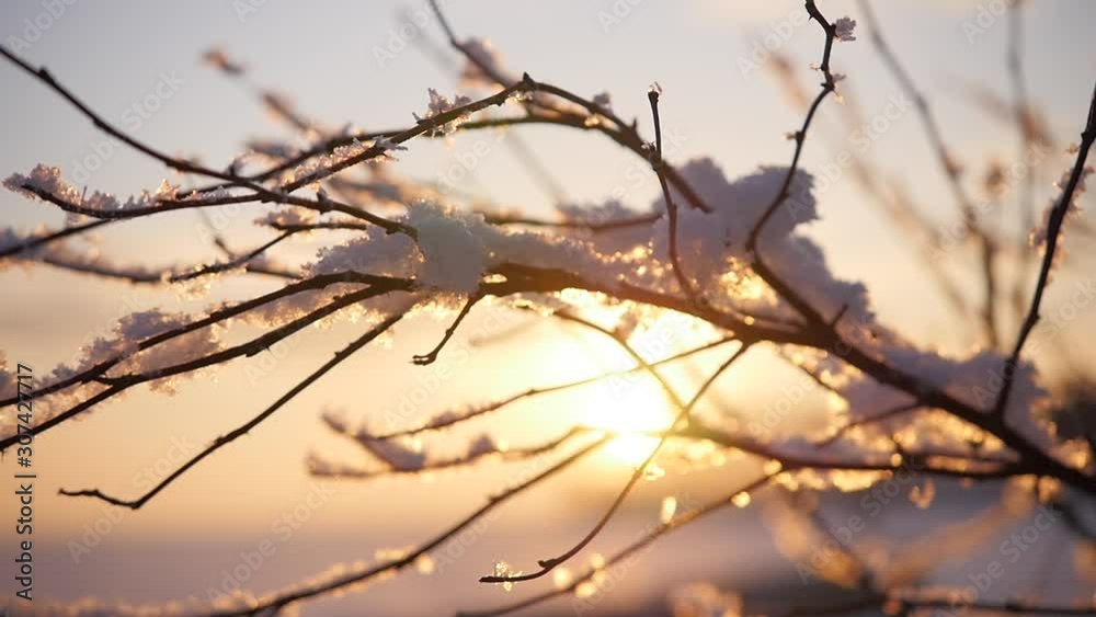Tree branches in hoarfrost on background of sunset sky in winter red sunset sun Tree branches in hoarfrost on background of sunset sky in winter red sunset sun
