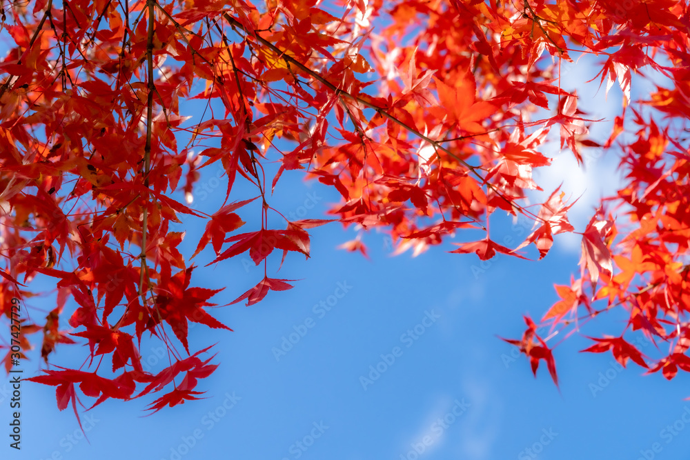 Red maple leaves fluttering in the wind Red maple leaves fluttering in the wind
